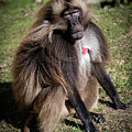 My Best Side Photograph by David Levin My Best Side Photograph by David Levin