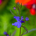 My Flowers Photograph by Linda Bonaccorsi My Flowers Photograph by Linda Bonaccorsi