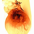 My  Onion  by Viva Anderson