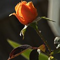 My Resurrection Rose Photograph by Richard Thomas My Resurrection Rose Photograph by Richard Thomas