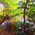 My Summer Pond Photograph by Stacie Siemsen My Summer Pond Photograph by Stacie Siemsen