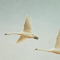 My Swan Song by Roberta Murray