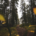 Mysterious misty forest in the rain Photograph by Vaclav Sonnek Mysterious misty forest in the rain Photograph by Vaclav Sonnek