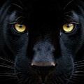 Mysterious Panther With Luminous Eyes by Carlos Diaz