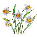 Narcissus by Van Thi Diep