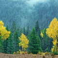Narrowleaf Cottonwoods And Blur Spruce Trees In Grand Tetons Photograph by Dave Welling Narrowleaf Cottonwoods And Blur Spruce Trees In Grand Tetons Photograph by Dave Welling