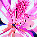 National Arboretum Bloom by Rod Whyte
