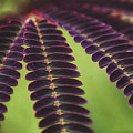 Natural Patterns Photograph by Go and Flow Photos Natural Patterns Photograph by Go and Flow Photos