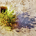 Nature always wins by Tatiana Travelways