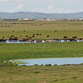Nature Mongolia Photograph by Bat-Erdene Baasansuren Nature Mongolia Photograph by Bat-Erdene Baasansuren