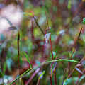 Nature Photography - Fall Grass Photograph by Amelia Pearn Nature Photography - Fall Grass Photograph by Amelia Pearn