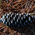 Nature Photography - Pine Cone 2 Photograph by Amelia Pearn Nature Photography - Pine Cone 2 Photograph by Amelia Pearn