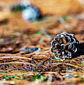 Nature Photography - Pine Cone Photograph by Amelia Pearn Nature Photography - Pine Cone Photograph by Amelia Pearn