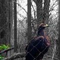 Nature Watch by Adeboye Oluwajuyitan