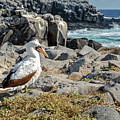 Nazca Booby sitting on the rocks of Espanola island Photograph by Henri Leduc Nazca Booby sitting on the rocks of Espanola island Photograph by Henri Leduc