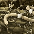 Nematode Digital Art by Kate Solbakk Nematode Digital Art by Kate Solbakk