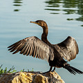 Neotropic Cormorant with Wings Spread Photograph by Jeff Goulden Neotropic Cormorant with Wings Spread Photograph by Jeff Goulden