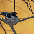 Nesting by Rick Nelson