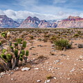 Nevada desert in spring by Alexey Stiop
