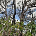 New Growth by Burned Juniper Photograph by Amanda R Wright New Growth by Burned Juniper Photograph by Amanda R Wright