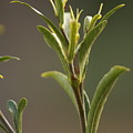 New Growth Photograph by Heather E Harman New Growth Photograph by Heather E Harman