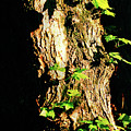 New Growth in Springtime Photograph by Steve Ember New Growth in Springtime Photograph by Steve Ember