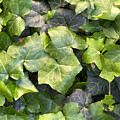 New Leaves #1 by Margaret Emory Design