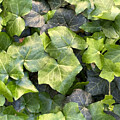 New Leaves by Margaret Emory Design