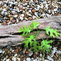 New Life 6 by C Winslow Shafer New Life 6 by C Winslow Shafer