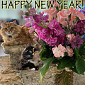 New Year Cats and Flowers Photograph by Karen Zuk Rosenblatt New Year Cats and Flowers Photograph by Karen Zuk Rosenblatt