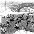 New York City Central Park Winter Ducks Black and White by Christopher Arndt