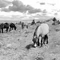Newfoundland Ponies Wide Black and White by Allan Van Gasbeck
