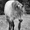 Newfoundland Pony Approach Black and White by Allan Van Gasbeck