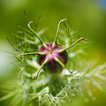 Nigella Bud In Her Mist by Joy Watson