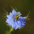 Nigella Flower Shines  by Joy Watson