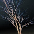 Night View Of A Tree by Marcia Lee Jones