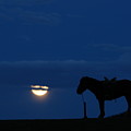 Night of Moon with horse Photograph by Elbegzaya Lkhagvasuren Night of Moon with horse Photograph by Elbegzaya Lkhagvasuren
