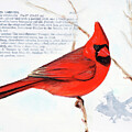 Northern Cardinal by Erik Schutzman