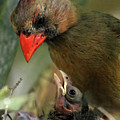 Northern Cardinal Moment Photograph by Jennifer Robin Northern Cardinal Moment Photograph by Jennifer Robin