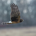Northern Harrier Horizontal 2024 by Lara Ellis