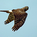 Northern Harrier, Looking at You Photograph by DADPhotography Northern Harrier, Looking at You Photograph by DADPhotography