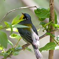 Northern Parula Warbler by Yvonne M Smith