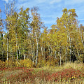 Northwoods in Fall  by Mary Tastad