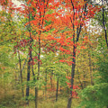 Northwoods Retreat in Red  by Mary Tastad