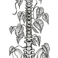 Nurtured Strength Spine Plant Support Drawing by K P Nurtured Strength Spine Plant Support Drawing by K P