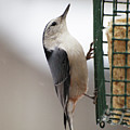 Nuthatch At The Feeder by Dorothy Lee