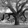 Oak in Audubon Park by Rosanne Licciardi
