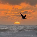 Ocean Twilight Photo Bomber by Bonnie Colgan