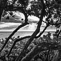 Ocean View Through Seagrape Trees BW Photograph by Laura Fasulo Ocean View Through Seagrape Trees BW Photograph by Laura Fasulo