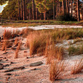 Ochlockonee Bay Photograph by Judy Hall-Folde Ochlockonee Bay Photograph by Judy Hall-Folde